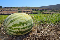 Watermelon (Citrullus lanatus) cultivated plant growing in field, Kos, Greece, August 2013.