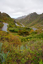 Winding road with hairpin bends in the lush Anaga mountains, flanked with dense vegatation including Century plants (Agave americana), Anaga Rural Park,Tenerife, May.