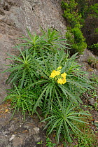 Anaga / Tree sow-thistle (Sonchus congestus), a Tenerife endemic species, flowering on a rock face in montane laurel forest, Anaga Rural Park,Tenerife, May.