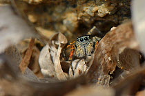 Beautiful Jumping spider  / Beautiful jumper (Philaeus / Phylaeus chrysops) hunting among the tide wrack of Seagrass leaves on a beach, Lesbos / Lesvos, Greece, May.