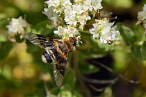 Bee fly (Thyridanthrax perspicillaris) with strongly patterned wings, feeding on Cretan oregano flowers (Origanum onites), Lesbos / Lesvos, Greece, May.