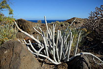 Brown-flowered wax plant / Cardoncillo gris (Ceropegia fusca), A Canaries endemic,  growing among volcanic lava rocks in arid coastal scrubland, Tenerife, May.