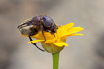 Bumblee scarab beetle (Eulasia vittata) foraging on a flower, Lesbos / Lesvos, Greece, May
