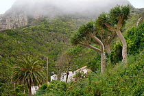 Canary Islands Date Palm (Phoenix canariensis) and Canary Islands dragon tree / Drago (Dracaena draco), a slow growing tree-like monocotyledenous plant related to Asparagus, endemic to the Canaries  a...