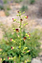 Canary mountain figwort (Scrophularia glabrata), a Canaries endemic, flowering in the Las Canadas caldera,Teide National Park, Tenerife, May.