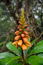Canary island foxglove (Isoplexis canariensis), a bird pollinated plant endemic to the Canaries, flowering in montane laurel forest, Anaga Mountains,Tenerife, May.