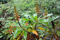 Canary island foxglove (Isoplexis canariensis), a bird pollinated plant endemic to the Canaries, flowering in montane laurel forest, Anaga Mountains,Tenerife, May.
