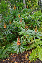 Stand of Canary island foxglove (Isoplexis canariensis), a bird pollinated plant endemic to the Canaries, flowering in montane laurel forest, Anaga Mountains,Tenerife, May.