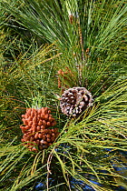 Mature, pollen-producing male cone and old open female cone of a Canary island pine (Pinus canariensis), endemic to the Canaries, Teide National Park, Tenerife, Canary Islands, May.