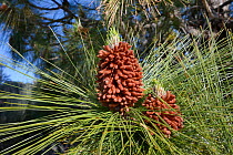 Mature, pollen-producing male cones of a Canary island pine (Pinus canariensis), endemic to the Canaries, Teide National Park, Tenerife, Canary Islands, May.