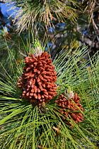 Mature, pollen-producing male cones of a Canary island pine (Pinus canariensis), endemic to the Canaries, Teide National Park, Tenerife, Canary Islands, May.