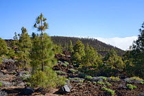 Canary island pines (Pinus canariensis), endemic to the Canaries, growing among old volcanic lava flows below Mount Teide, Teide National Park, Tenerife, Canary Islands, May.