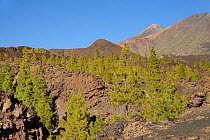 Canary island pines (Pinus canariensis), endemic to the Canaries, growing among old volcanic lava flows below Mount Teide, Teide National Park, Tenerife, Canary Islands, May.