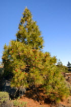Canary island pines (Pinus canariensis), endemic to the Canaries, growing and producing many male cones among old volcanic lava flows below Mount Teide, Teide National Park, Tenerife, Canary Islands,...
