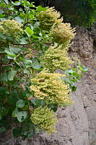 Vinegrera / Canary island sorrel (Rumex lunaria), endemic to the Canaries, flowering on a rock face in montane laurel forest, Anaga Rural Park,Tenerife, May.