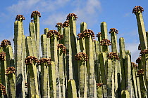 Canary Island spurge / Hercules club (Euphorbia canariensis) stand with many seed pods, Tenerife, May.