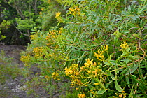 Canary islands St. John's wort / Granadillo (Hypericum canariense) bushes, endemic to the Canaries, flowering in montane laurel forest, Anaga Rural Park,Tenerife, May.