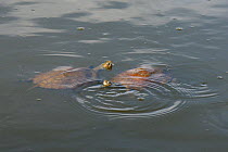 Two Western Caspian pond turtles / Balkan stripe-necked terrapins (Mauremys caspica rivulata) swimming in a pond with their heads above water, Isle of Lesbos / Lesvos, Greece, May.
