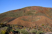 Weathered cinder cone volcano, with the crater colonised by endemic vegetation including Teide white broom (Spartocytisus supranubius), with outer flanks of loose pumice deposits yet to be vegetated,...