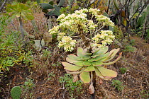 City houseleek / saucer plant (Aeonium urbicum), endemic to Tenerife, flowering on a steep  slope, Anaga Mountains,Tenerife, May.