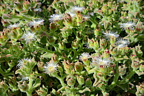 Common / Crystalline Ice plant (Mesembryanthemum crystallinum) flowering on coastal headland, Tenerife, May.