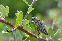 Copper Buprestid / Jewel beetle (Aurigena / Perotis lugubris) a pest of fruit tee roots, Lesbos / Lesvos, Greece, May