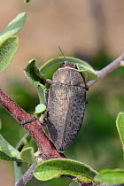 Copper Buprestid / Jewel beetle (Aurigena / Perotis lugubris) a pest of fruit tee roots, Lesbos / Lesvos, Greece, May