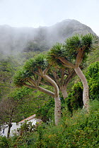 Canary Islands dragon trees / Drago (Dracaena draco) endemic to the Canaries  and Cape Verde islands, Chamorga village, Anaga mountains, Tenerife, May.