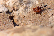 Desert ant (Cataglyphis nodus / Cataglyphis bicolor nodus) carrying a small dried out fruit, running back to its nest rocks just behind a sandy beach, Kos, Greece, August. These ants navigate back to...