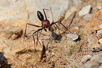 Desert ant (Cataglyphis nodus / Cataglyphis bicolor nodus) worker foraging among rocks just behind a sandy beach, Kos, Greece, August. These ants navigate back to their nest using the sun.