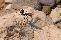 Desert ant (Cataglyphis nodus / Cataglyphis bicolor nodus) worker standing on a rock near its nest entrance just behind a beach, Kos, Greece, August. These ants navigate back to their nest using the s...