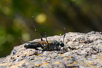 Digger wasp (Sphex pruinosus) male sunning on a rock in hot sunshine and raising its legs, Lesbos/ Lesvos, Greece, May