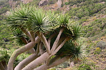 Canary Islands dragon tree / Drago (Dracaena draco), endemic to the Canaries and Cape Verde islands, Chamorga village, Anaga mountains, Tenerife, May.