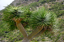 Canary Islands dragon tree / Drago (Dracaena draco), , endemic to the Canaries and Cape Verde islands, Chamorga village, Anaga mountains, Tenerife, May.