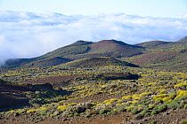 Cloud around the highlands of Tenerife, with dense forests of Canary Island pine (Pinus canariensis) and montane endemics including Teide white broom (Spartocytisus supranubius) and Teide straw (Desco...