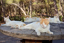 Feral Domestic cats (Felis catus) resting on an old cable drum in a forest clearing, Plaka, Kos, Dodecanese Islands, Greece, August.