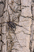 Female Harvestman (Zacheus crista) well camouflaged on a tree trunk, Lesbos / Lesvos, Greece, May.
