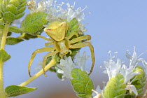 Heather crab spider (Thomisus onustus) waiting for insect prey on Cretan oregano flowerhead (Origanum onites), Lesbos/ Lesvos, Greece, May.