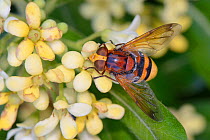 Hornet hoverfly / Banded hoverfly (Volucella zonaria) feeding on Japanese mock orange flowers (Pittosporum tobira), Lesbos/ Lesvos, Greece, May.