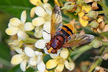 Hornet hoverfly / Banded hoverfly (Volucella zonaria) feeding on Japanese mock orange flowers (Pittosporum tobira), Lesbos/ Lesvos, Greece, May.