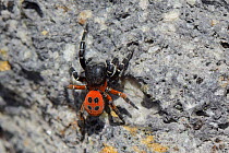 Male Ladybird spider (Eresus cinnaberinus / niger) searching for females on a rock face, Lesbos / Lesvos, Greece, May.