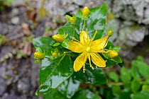 Large-leaved St Johns wort (Hypericum grandifolium), endemic to the Canaries and Madeira, flowering in montane laurel forest, Anaga Rural Park,Tenerife, May.