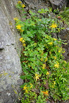Large-leaved St Johns wort (Hypericum grandifolium), endemic to the Canaries and Madeira, flowering among rocks in montane laurel forest, Anaga Rural Park,Tenerife, May.
