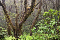 Moss covered trees and dense under-story of ferns in montane, in misty laurel forest, Anaga Mountains, Tenerife, May 2014..