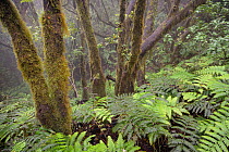 Moss covered trees and dense under-story of ferns in montane, in misty laurel forest, Anaga Mountains, Tenerife, May 2014..
