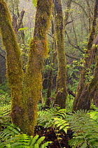 Moss covered trees and dense understory of ferns in montane, cloud-shrouded laurel forest, Anaga Mountains, Tenerife, May 2014..