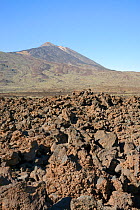 Volcanic lava flows from the Old Peak / Pico Viejo of Mount Teide in the spiky, uneven aa or malpais form, Teide National Park, Tenerife, Canary Islands, May.