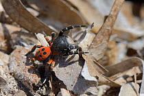 Male Ladybird spider (Eresus cinnaberinus / niger) searching for females, Lesbos / Lesvos, Greece, May.