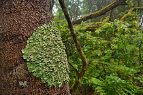 Common greenshield lichen (Flavoparmelia caperata) patch growing on a tree trunk in montane Laurel forest, Anaga Mountains, Tenerife, May.