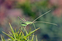Long-legged bush cricket nymph (Acrometopa syriaca or servillea) standing on a thistle, Mount Olympus, Lesbos / Lesvos, Greece, May.